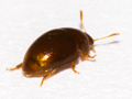 Stilbus testaceus